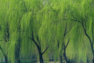 石家庄垂柳|河北垂柳|藁城垂柳|南洼垂柳|垂柳价格